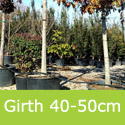 Mature Red Oak Tree Quercus Rubra 40-50cm girth